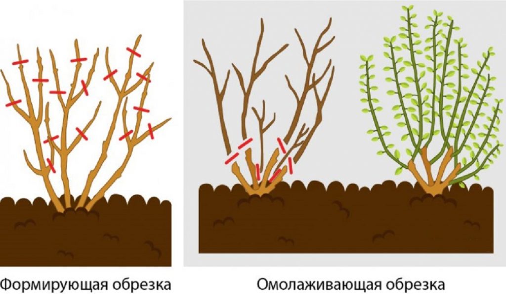 Обрезка бузины