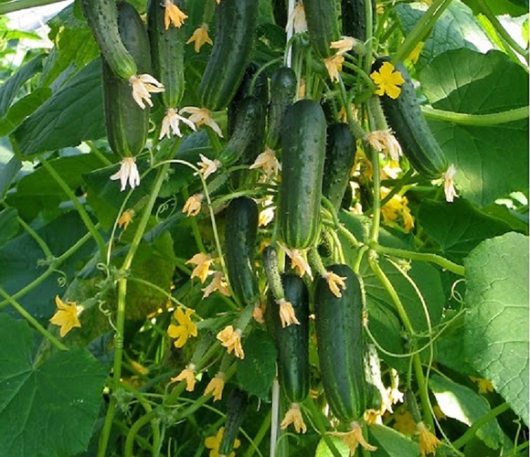 Огурец Балконный F1