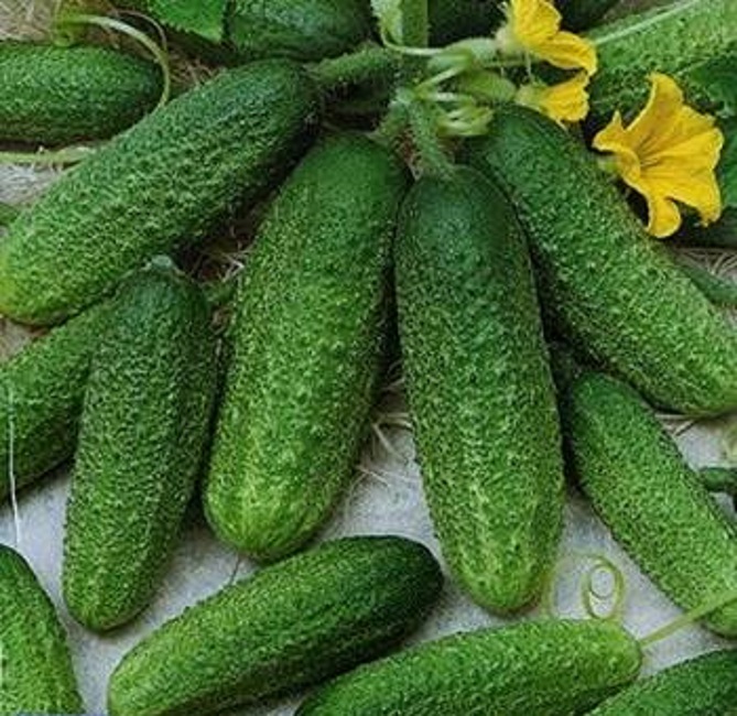 Огурец Детки на ветке F1