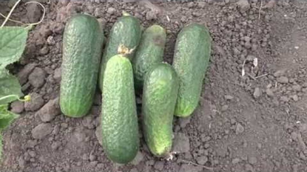 Огурец Хокус