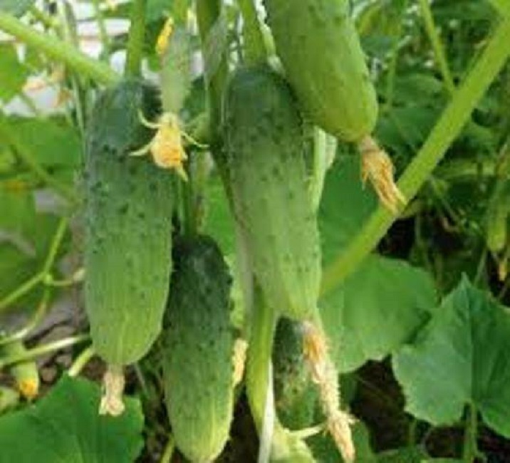 Огурец Младший лейтенант F1