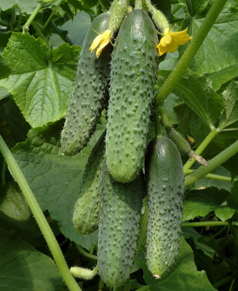 Огурец Зятек F1