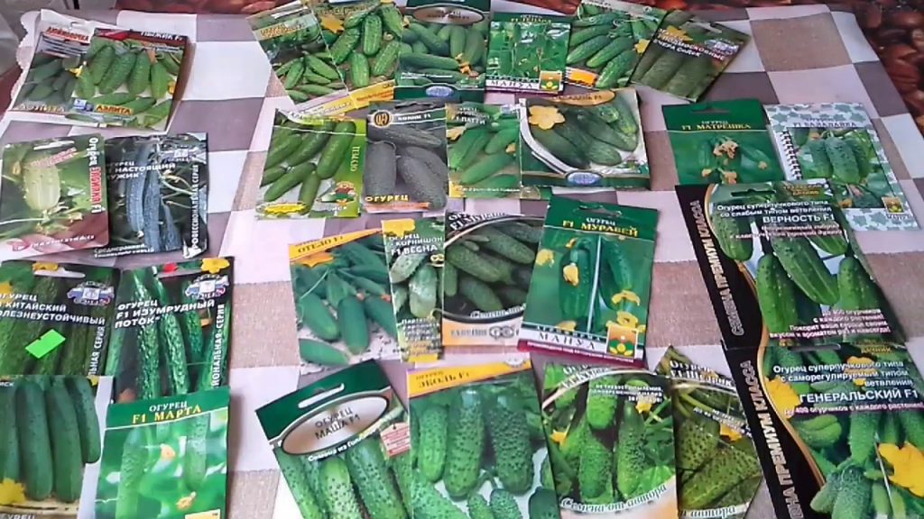 Огурцы пучковых сортов