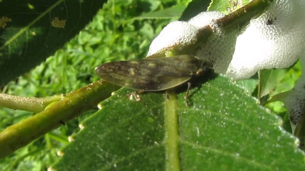 Пенница слюнявая