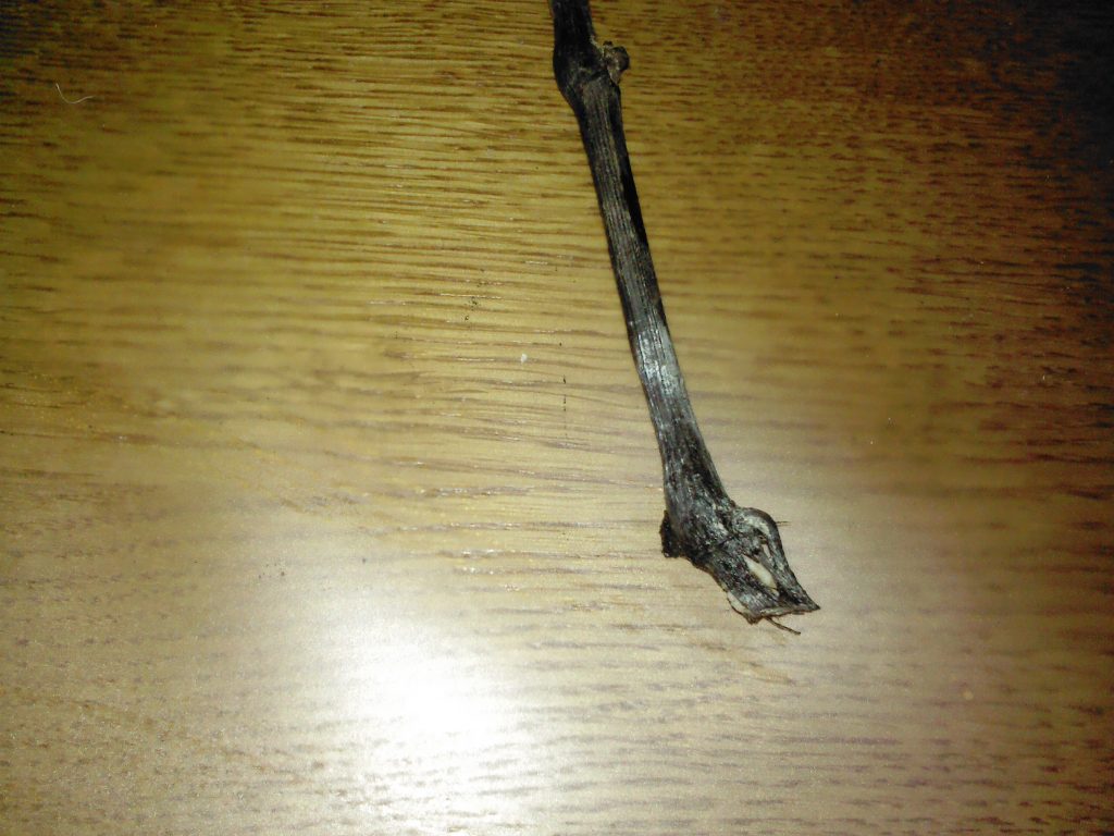 Плесень на черенке винограда