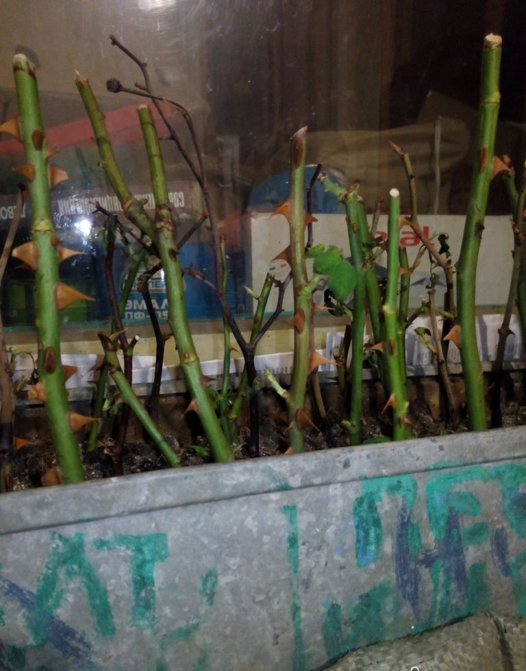 Почему гибнут черенки роз