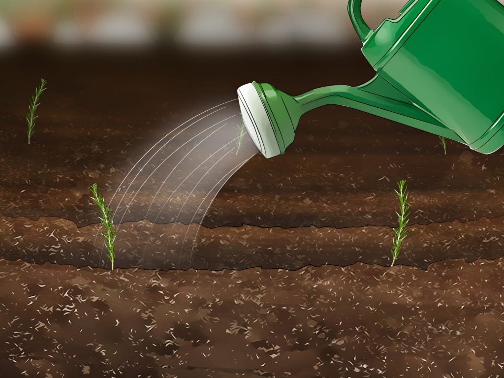 Полив розмарина