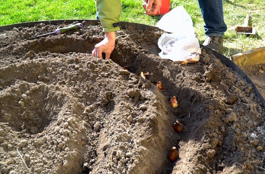 Посадка тюльпанов