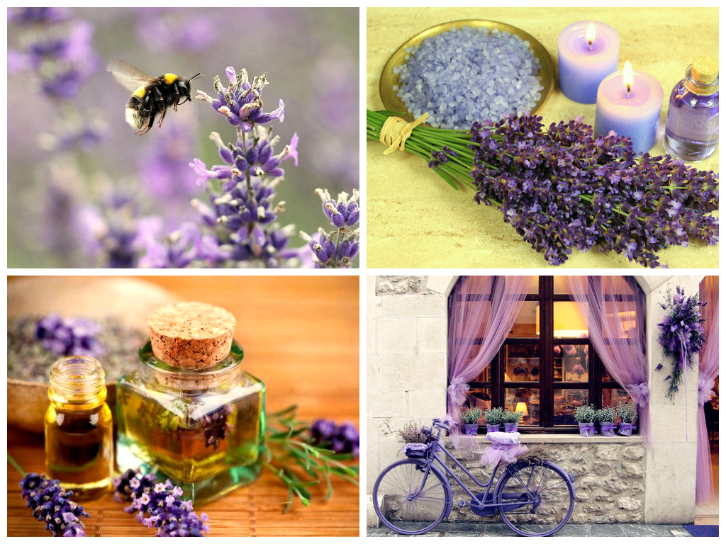 Применение лаванды