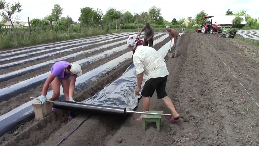 Применение пленки на грядках