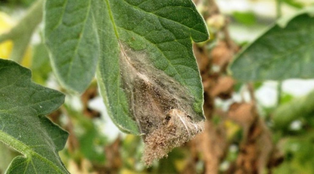 Ранняя стадия серой гнили