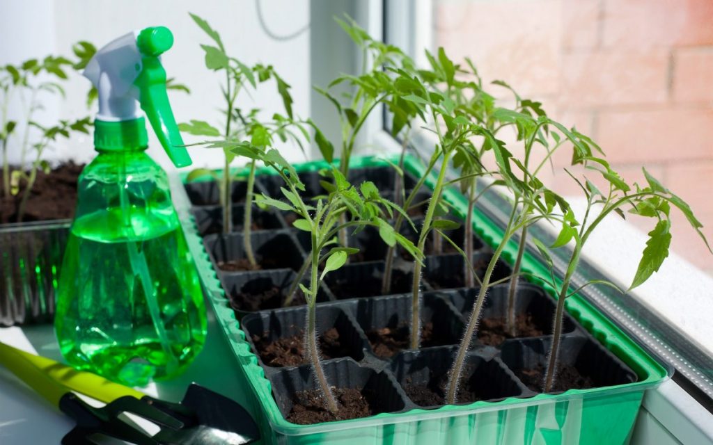 Рассада помидоров