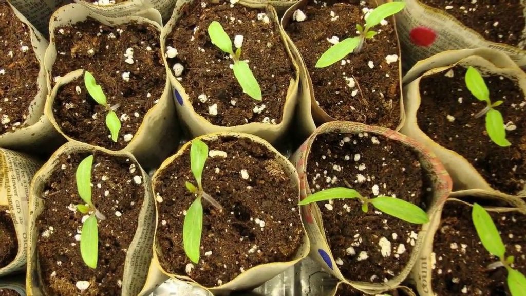 Рассада помидоров