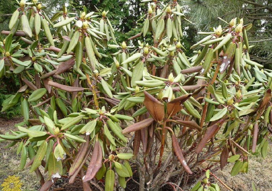 Рододендроны