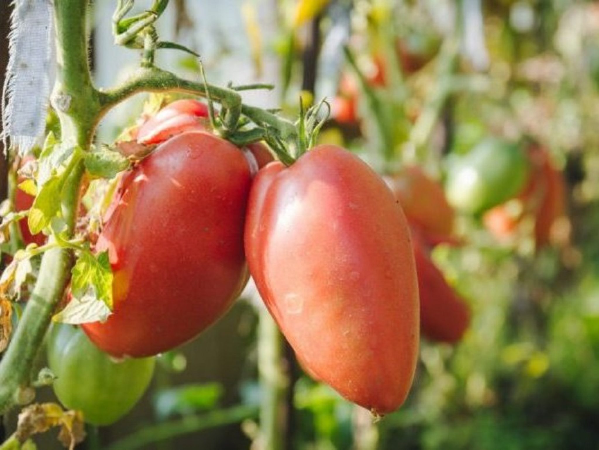 помидор розовая стелла описание