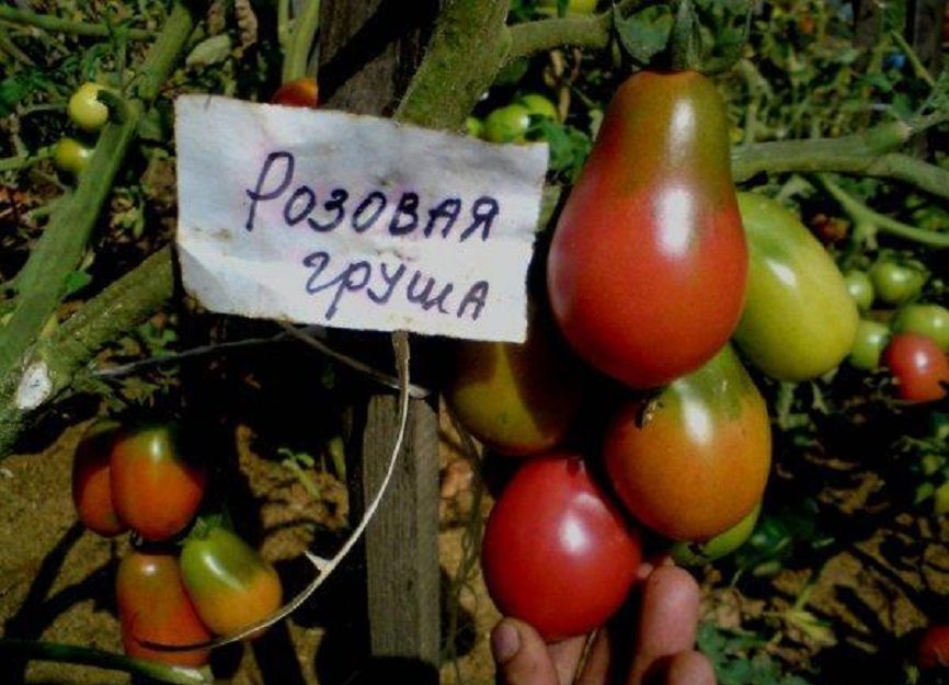 Розовая груша