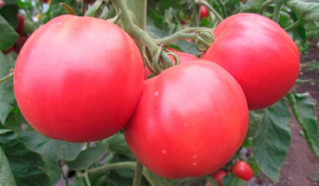 Розовый фламинго детерминантный