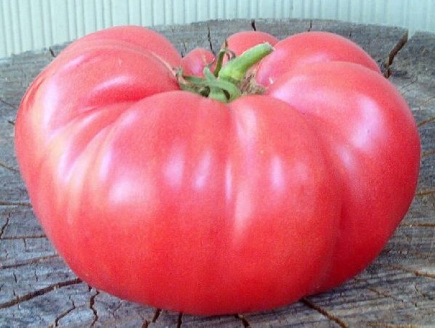 Розовый слон