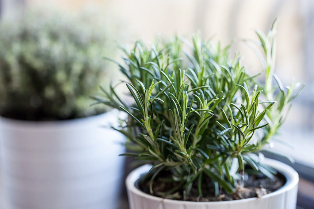 Саженец розмарина