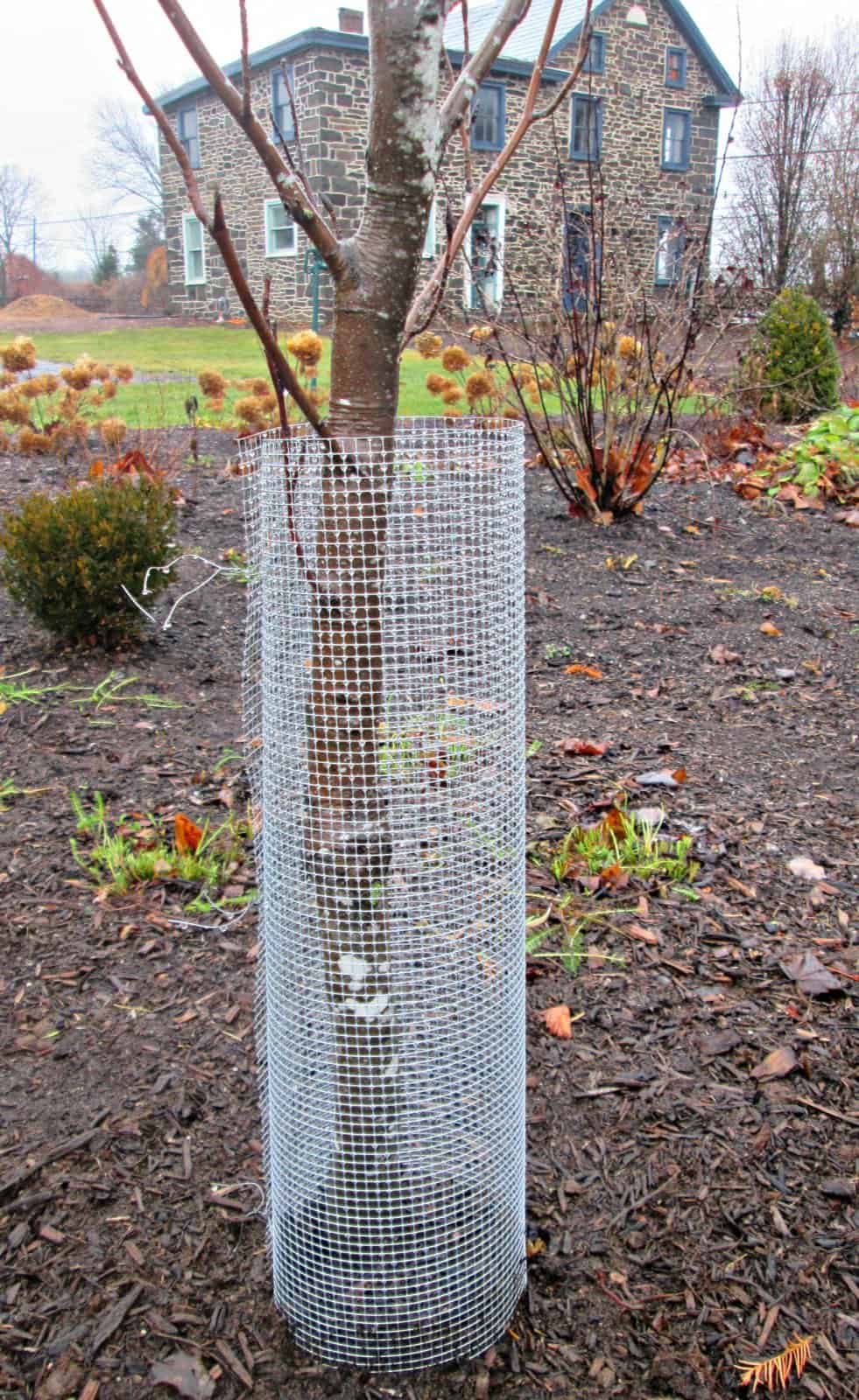 Сетка используется для обвязки деревьев на зиму от зайцев