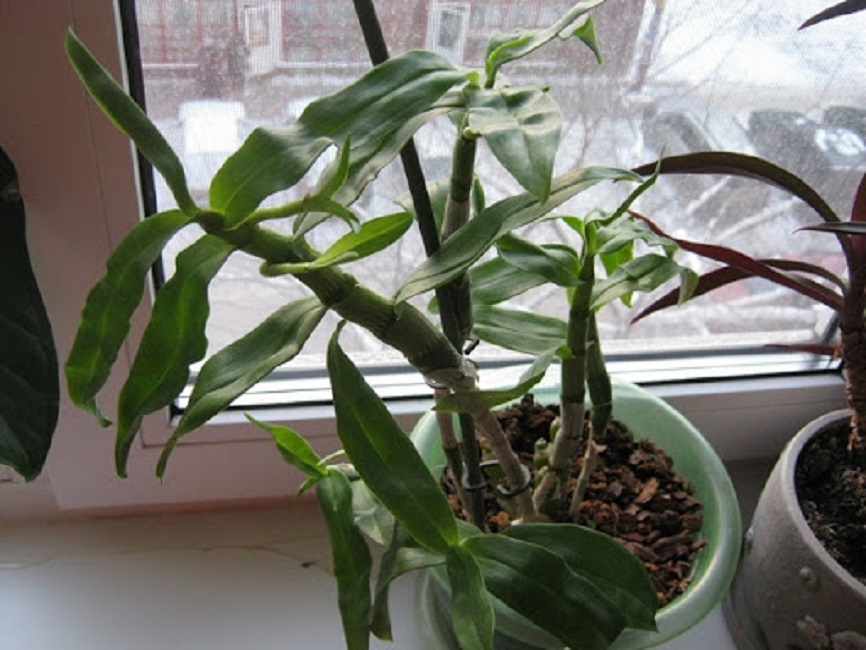 Скрученные листья дендробиума из-за недостаточных поливов