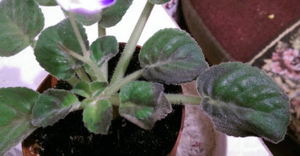 Скрученные листья на комнатных сенполиях