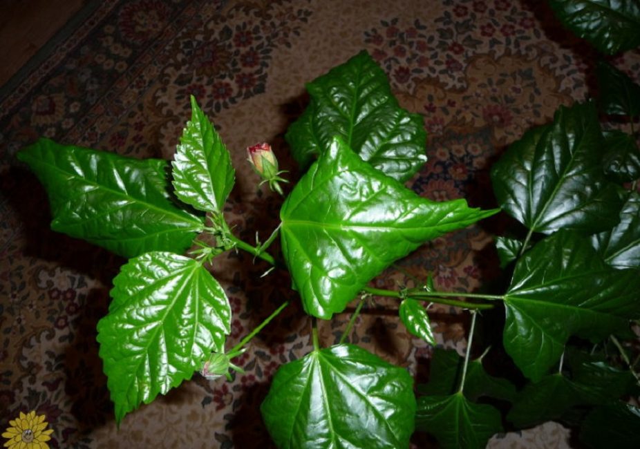 Скрученные листья у комнатного гибискуса