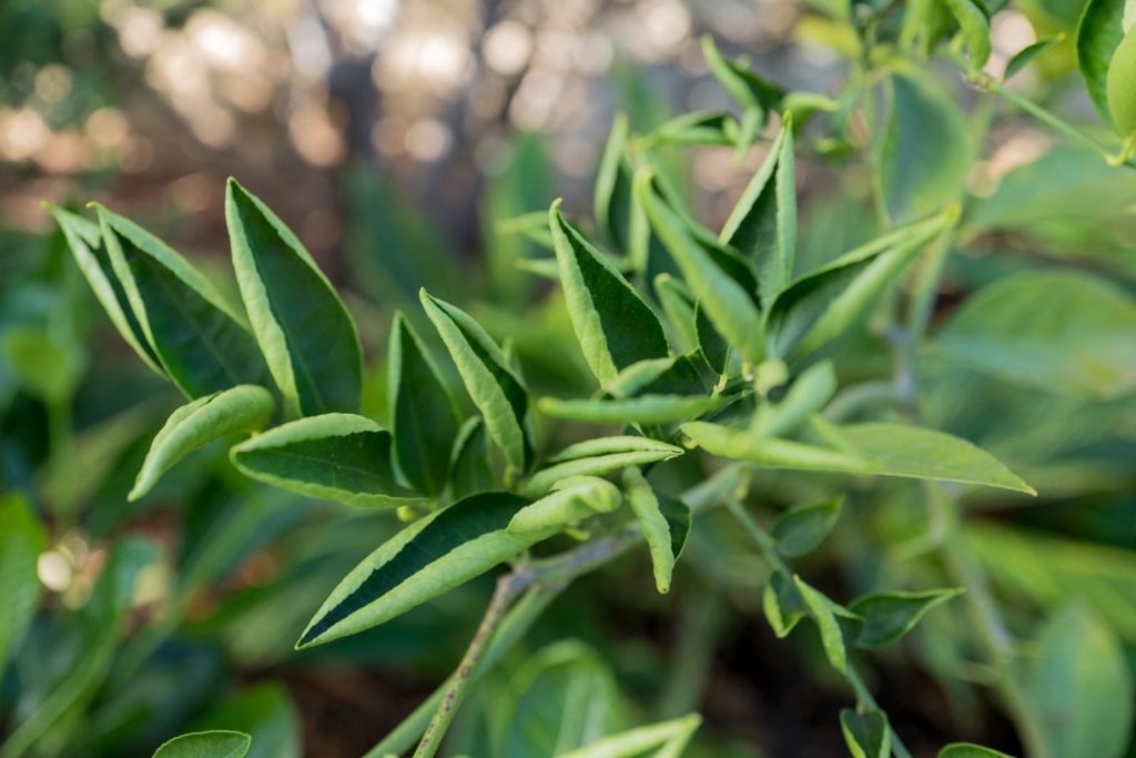 Скручивание листьев