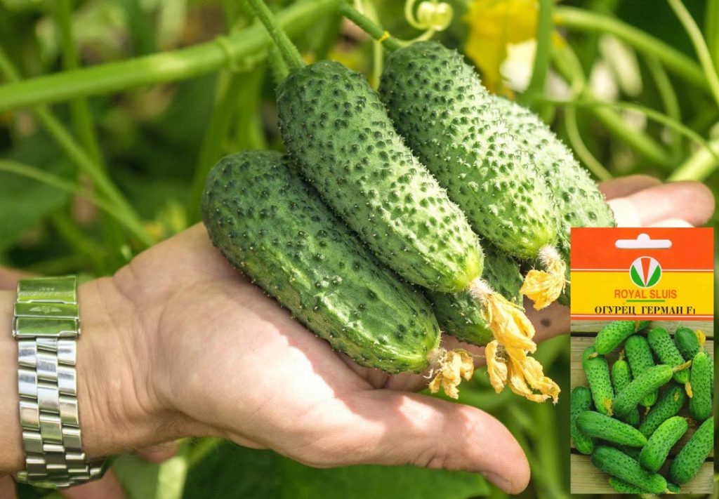 Сорт огурцов Герман f1