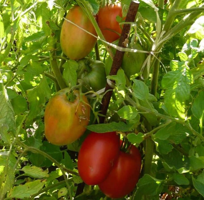 Среднеранний сорт томата