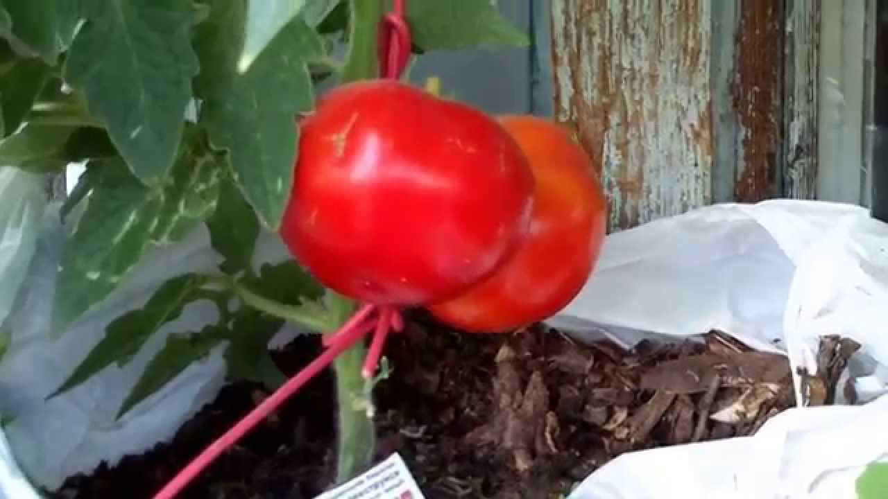 Супердетерминантный сорт