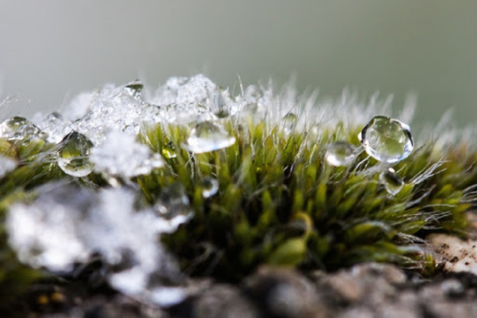 Талая вода отличается своей структурой и благотворно влияет на рост саженцев