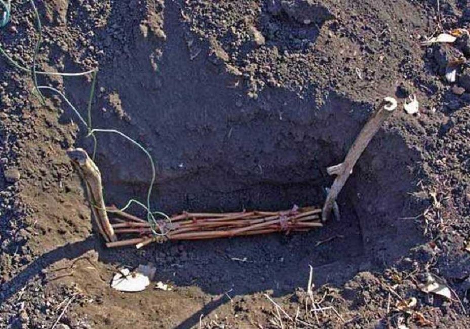 Траншея для хранения черенков