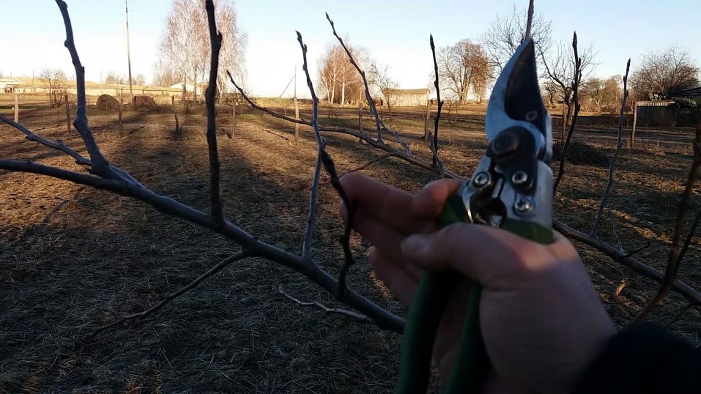 Весенняя прививка плодовых деревьев