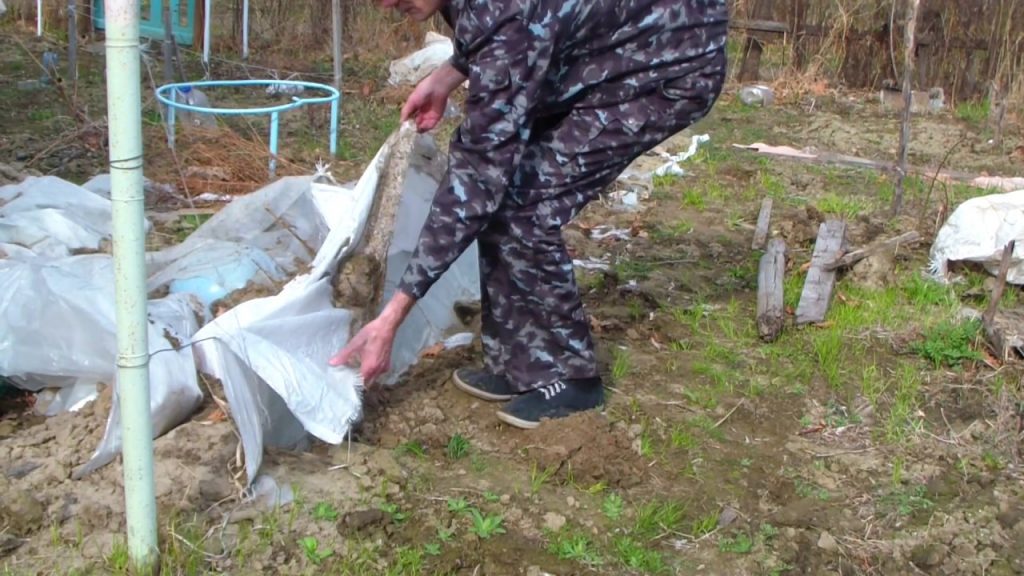 Виноград весной - снятие укрытия