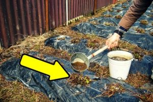 ТОП-20 Лучших Натуральных Удобрений для Огорода