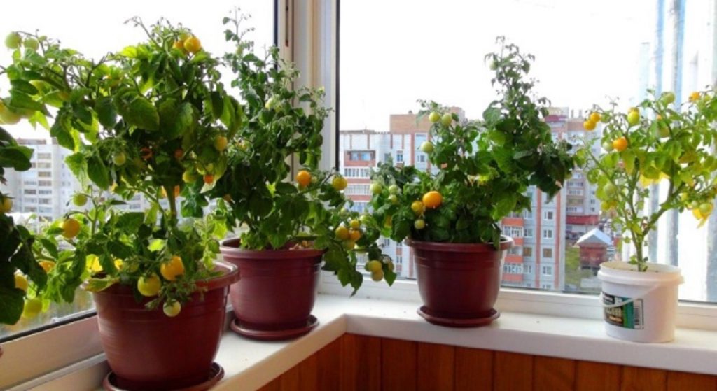 Южные окна – оптимальное место ампельных помидор в квартире