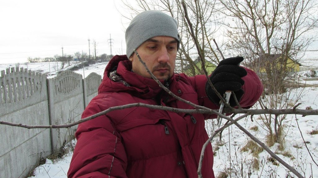 Заготовка черенков для прививки