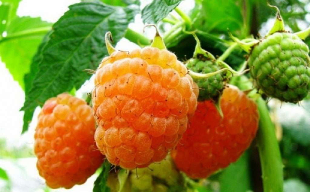 Злата Есенна