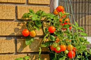 Ампельные томаты | Описание 12 лучших сортов с фото, выращивание | +Отзывы