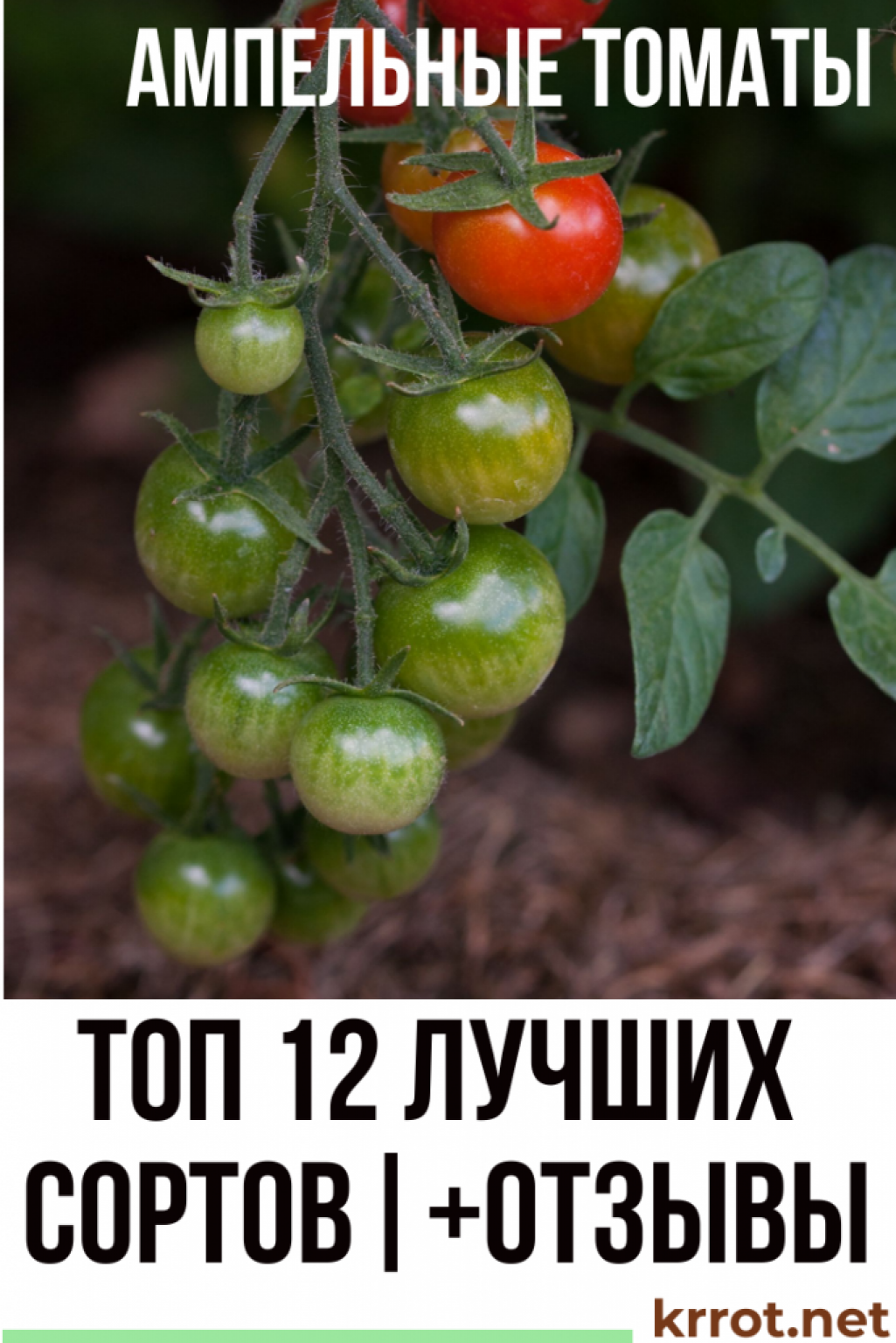 ТОП-12 Лучших Сортов Ампельных томатов | +Отзывы