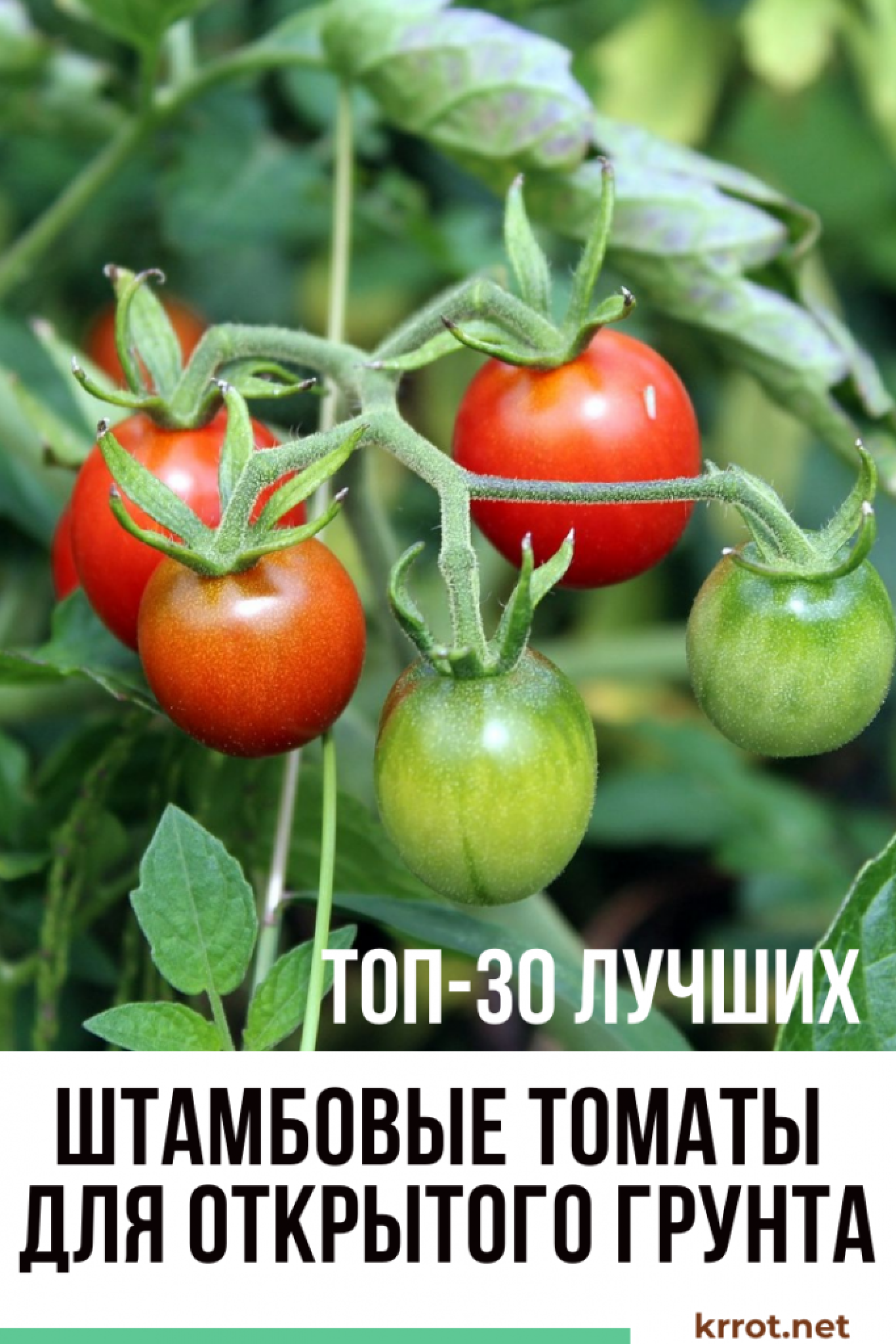 Топ-10 лучших сортов помидор для теплиц на 2024 год: актуальный рейтинг