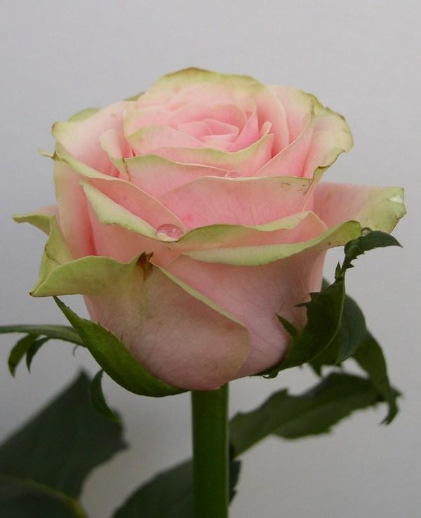 Вивальди имеет свой непередаваемый шарм