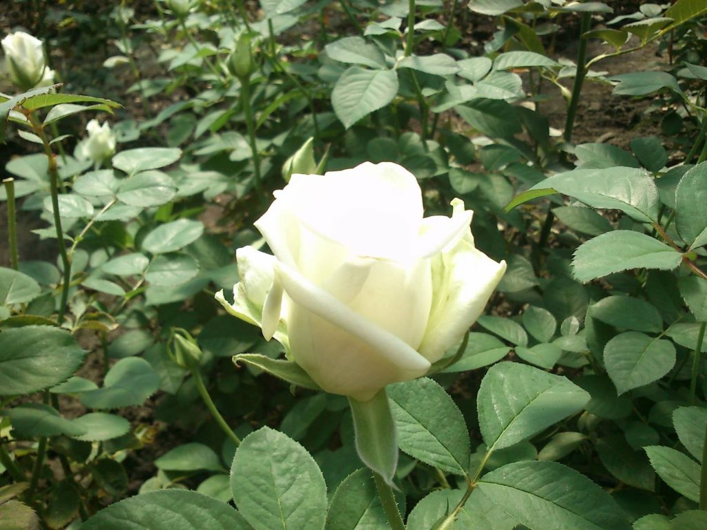 Густомахровая Бьянка