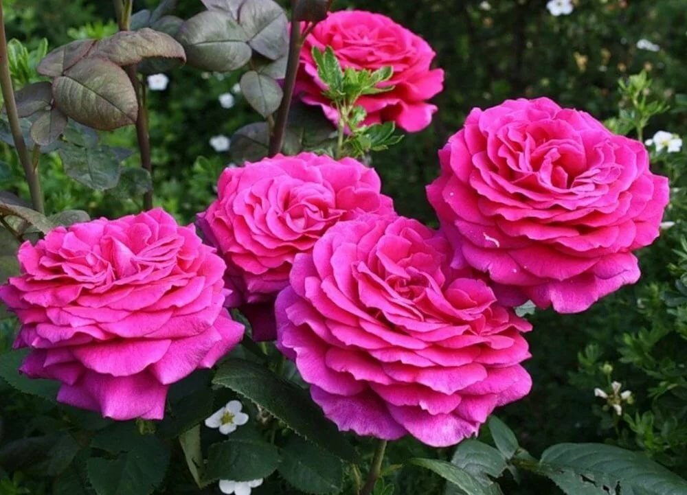 В цветке могут расти до 45 лепестков