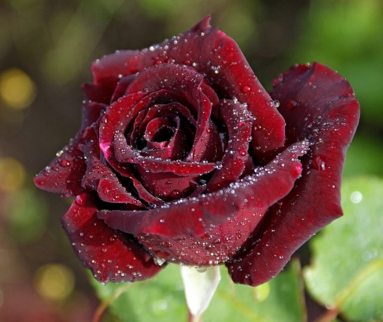 Баккара – самая черная роза