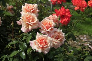 Чайно-гибридные розы: описание с фото 25 лучших сортов | +Отзывы