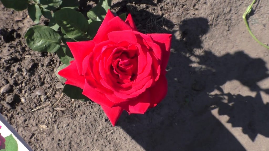 Сорт Тимелис