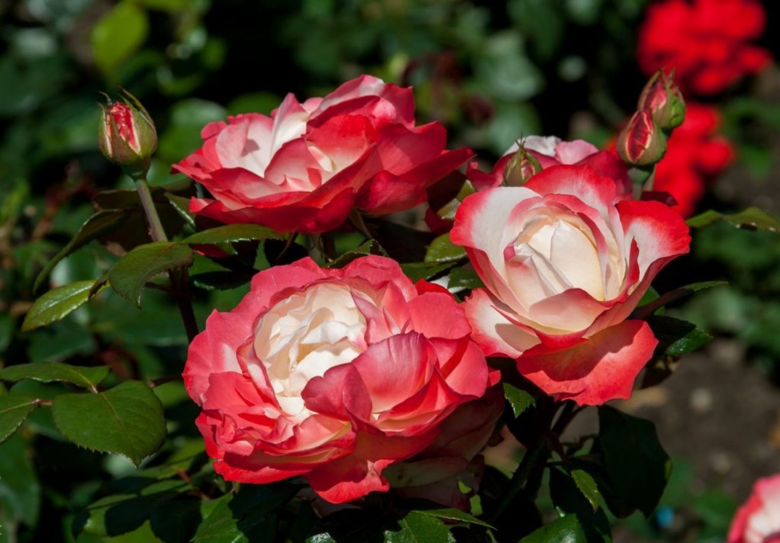 Розы чайно гибридные сорта зимостойкие фото