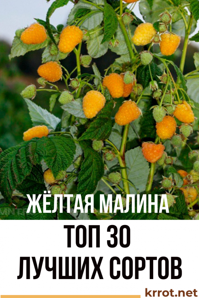 ТОП-30 Лучших Сортов Жёлтой Малины